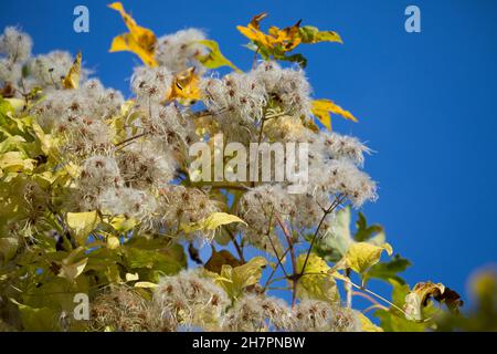 Waldrebe, Gewöhnliche Waldrebe, Echte Waldrebe, Gemeine Waldrebe, Wald-Rebe, FRÜCHTE, Clematis vitalba, la barba dell'uomo anziano, la gioia del viaggiatore, la Clématite Foto Stock