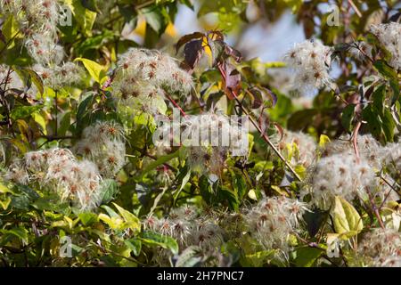 Waldrebe, Gewöhnliche Waldrebe, Echte Waldrebe, Gemeine Waldrebe, Wald-Rebe, FRÜCHTE, Clematis vitalba, la barba dell'uomo anziano, la gioia del viaggiatore, la Clématite Foto Stock