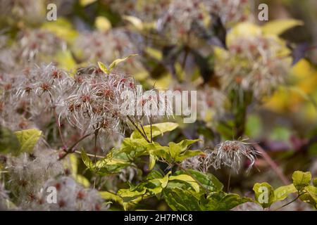 Waldrebe, Gewöhnliche Waldrebe, Echte Waldrebe, Gemeine Waldrebe, Wald-Rebe, FRÜCHTE, Clematis vitalba, la barba dell'uomo anziano, la gioia del viaggiatore, la Clématite Foto Stock