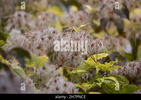 Waldrebe, Gewöhnliche Waldrebe, Echte Waldrebe, Gemeine Waldrebe, Wald-Rebe, FRÜCHTE, Clematis vitalba, la barba dell'uomo anziano, la gioia del viaggiatore, la Clématite Foto Stock