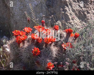 Spine affilate giacciono sotto bellissimi fiori rossi su un cactus. Foto Stock