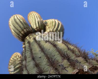 Primo piano guardando il tronco di un cactus saguaro in una giornata limpida. Foto Stock