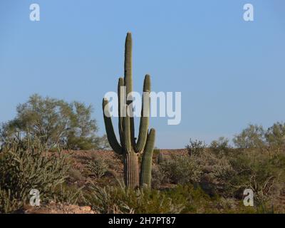 Saguaro cactus si trova sopra cholla nel deserto. Foto Stock