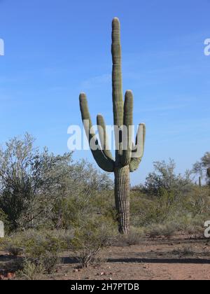 Un cactus saguaro a quattro braccia si erge dritto contro il cielo blu. Foto Stock