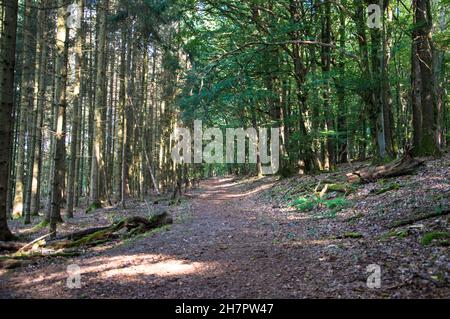 Herbst Spaziergang Burch Wald und Feld Foto Stock