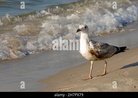 Il gabbiano del mare cammina lungo la riva del mare. Questo è visto sulla costa del Mar Baltico a Kolobrzeg, in Polonia Foto Stock