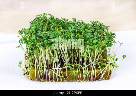 Micro verdi freschi di coltura di insalata giovane di crescione su sfondo chiaro. Foto Stock