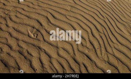 Luogo di deposizione delle tartarughe di loggerhead; spiaggia di Iztuzu. È conosciuta per il suo granchio blu e le sabbie dorate. Vicino al delta di Dalyan. Foto Stock