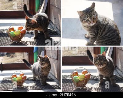 Collage di Pasqua con uova colorate nel cestino e divertente gatto Foto Stock