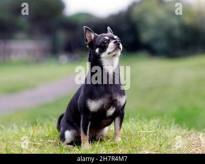 Cane di razza Chihuahua dai capelli corti di colore grigio scuro. Ritratto di Chihuahua cane fuori nel parco pubblico. Foto Stock