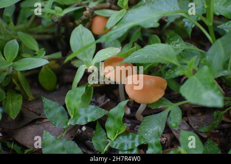 Piccoli bei funghi crescono naturalmente. Foto Stock