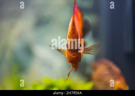 Bella vista di pesce rosso melone discus acquario. Concetto di hobby. Svezia. Foto Stock