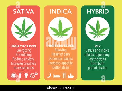 Cannabis indica e sativa specie di ceppi di informazioni guida grafica Illustrazione Vettoriale