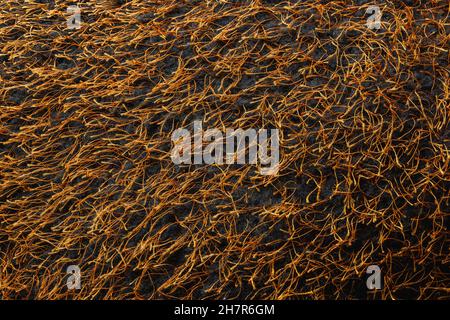 tessuto nero ricoperto di erboso che attacca i fili decorativi color oro Foto Stock