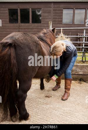 Una giovane donna che raccoglie uno zoccolo di pony Foto Stock