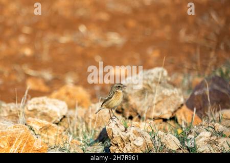 Stonebird (sassicola torquata) è un uccello della famiglia dei Muscicapidae. Foto Stock