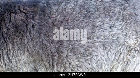 Lana di pecora corta grigio scuro, materiale di pelle di pecora closeup, fleece semplice astratto reale naturale eco grigio fondo texture, sfondo, intera superficie del telaio Foto Stock