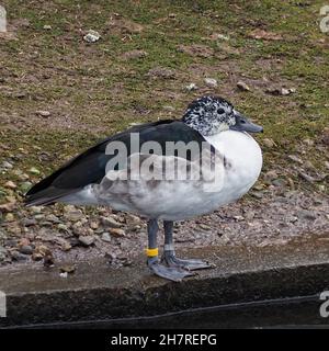 Anatra con fattura a pomello Foto Stock