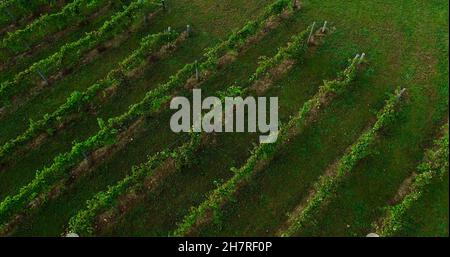 Vista aerea di file di viti in vigneto di Bailey's Run Winery, New Glarus, Wisconsin, USA Foto Stock