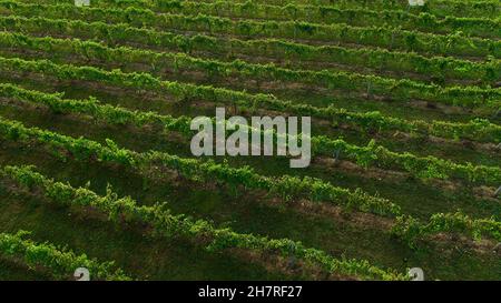 Vista aerea di file di viti in vigneto di Bailey's Run Winery, New Glarus, Wisconsin, USA Foto Stock