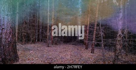 Foto panoramica della strana foresta di nebbie in autunno. Ampio formato di paesaggio scenografico nella foresta autunnale Foto Stock