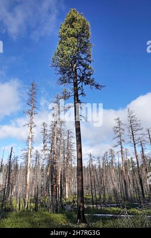 Alcuni alberi vivono in piedi tra una foresta di Pino Ponderosa bruciata nelle Cascade Mountains dell'Oregon centrale. Il fuoco della foresta che ha ucciso gli alberi w Foto Stock