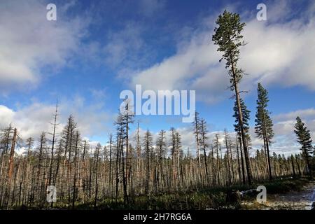 Alcuni alberi vivono in piedi tra una foresta di Pino Ponderosa bruciata nelle Cascade Mountains dell'Oregon centrale. Il fuoco della foresta che ha ucciso gli alberi w Foto Stock