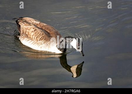 Un adulto Canada Goose, Branta Canadensis, nuoto in un tranquillo stagno nella Pacific Flyway vicino Sunriver, Oregon. Foto Stock