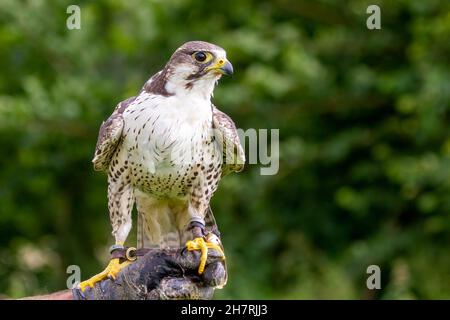 Falcon sulla mano guantata di falconer Foto Stock