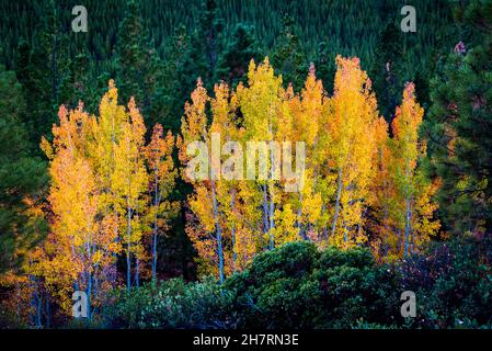 Gruppo di betulla gialla in una pineta verde Foto Stock