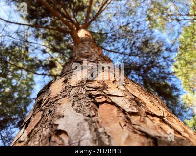 Vista da sotto l'albero. Luce del sole su bole. Una giornata autunnale soleggiata Foto Stock