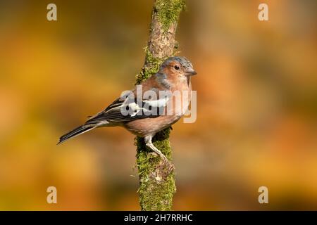Maschio Chaffinch (Fringilla coelebs) che si posano su ramo su sfondo diffuso autunnale Foto Stock