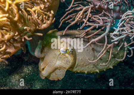 Seppie o seppie sono molluschi marini dell'ordine Sepiida. Appartengono alla classe Cephalopoda Foto Stock