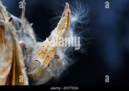 Semi di munghie uscenti in autunno Foto Stock