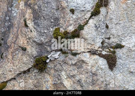 Dettaglio di crepe in una parete di roccia di granito con muschio e lichen che crescono nelle crepe. Foto Stock