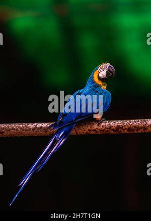 Bellissimo scatto di un pappagallo di macaw blu e oro seduto su un bastone con uno sfondo verde. Foto Stock