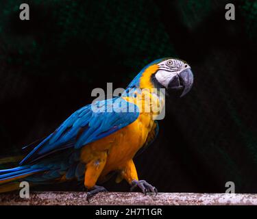 Primo piano di un pappagallo di macaw blu e oro seduto su un bastone con sfondo scuro. Foto Stock