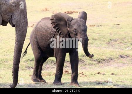 Carino elefante bambino che cammina intorno a sua madre sull'erba. Foto Stock