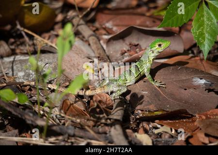 Autuman Lizard Foto Stock