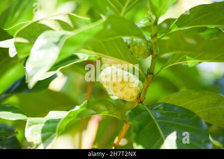 Noni frutta erbe medicinali, noni freschi su albero altri nomi Grande morinda, Beach gelso Foto Stock