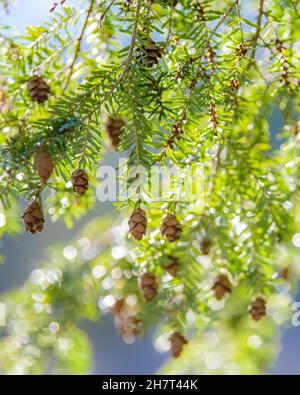 Eastern Hemlock - Canadian Hemlock - Tsuga o Tsuga canadensis - Adirondack conifere con coni di pino nell'Adirondack state Park Foto Stock