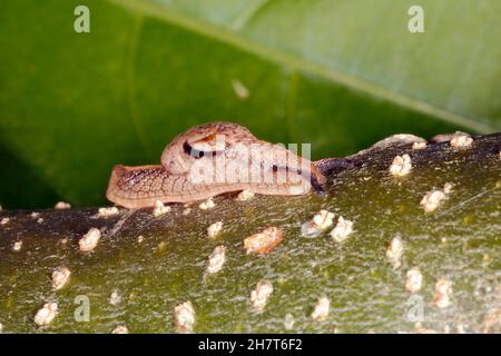 Iridescente semi-Slug, Ubiquitarion iridis. Endemica in Australia, Coffs Harbour, NSW, Australia Foto Stock