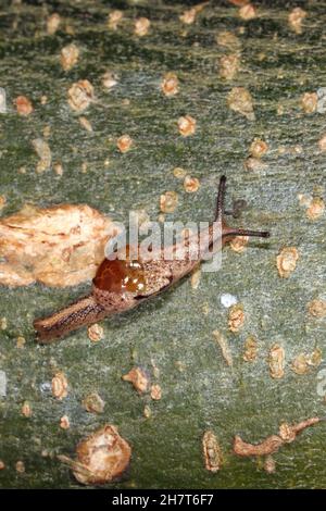 Iridescente semi-Slug, Ubiquitarion iridis. Endemica in Australia, Coffs Harbour, NSW, Australia Foto Stock