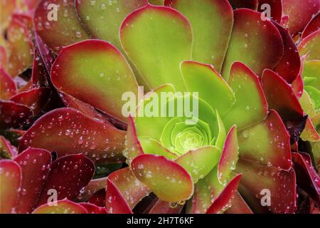 Primo piano di rugiada-coperto di houseleek in rosso e verde colori Foto Stock