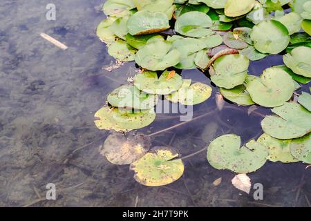 Primo piano di rana comune (Hydrocaris morsus-ranae) foglie su acqua Foto Stock