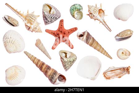 Conchiglie sfondo isolato. Conchiglie e decorazioni oceaniche su una superficie bianca vuota. . Foto di alta qualità Foto Stock