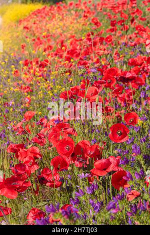 Primavera: Papaveri in un campo di fiori gialli in Puglia. Primavera colori in campagna al mattino presto. Foto Stock