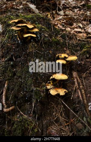 Funghi gialli che crescono sul lato di un ceppo di albero in una foresta della Germania in un giorno di autunno. Foto Stock