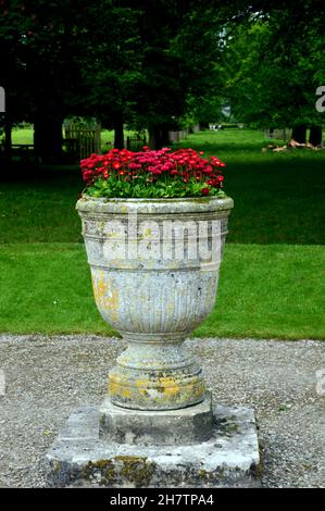 Old Stone Flower pot Urn con Red 'Bellis perennis' Daisy Flowers a Levens Hall & Gardens, Kendal, Lake District National Park, Cumbria, Inghilterra Foto Stock