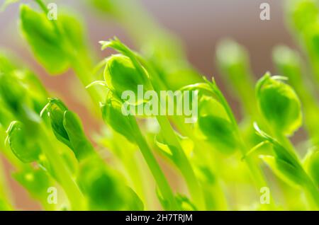 Il pisello verde scatta, vista frontale e primo piano. Microgreens e piante giovani di Pisum sativum. Piantine e germogli, usati come guarnitura o come ortaggi a foglia. Foto Stock